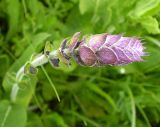 Salvia nemorosa. Верхушка побега с бутонами. Степь, Украина, май 2008 г.