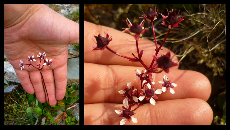 Изображение особи Micranthes melaleuca.