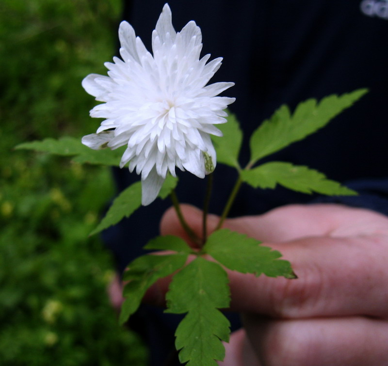 Изображение особи Anemone altaica.