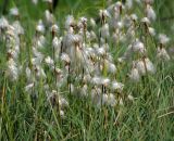 Eriophorum angustifolium. Плодоносящие растения на мокром лугу. Московская обл., Раменский р-н, окр. дер. Хрипань. 09.06.2009.