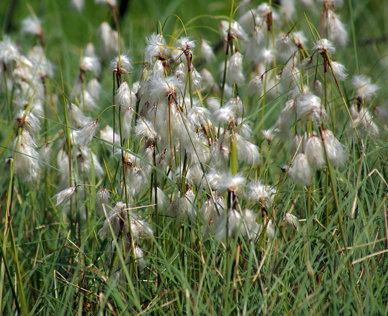 Изображение особи Eriophorum angustifolium.