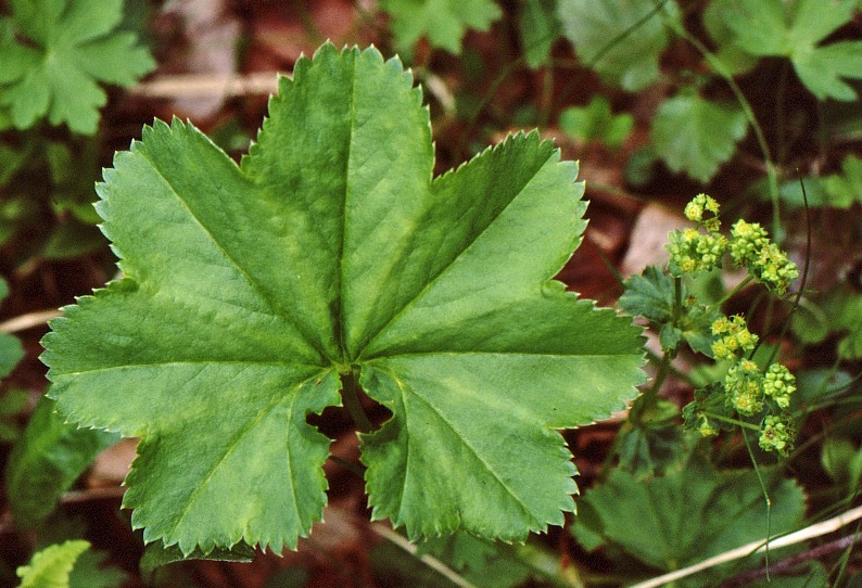 Изображение особи Alchemilla subcrenata.