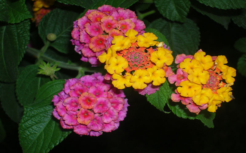 Изображение особи Lantana camara.