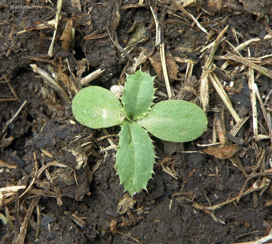 Image of Carduus acanthoides specimen.