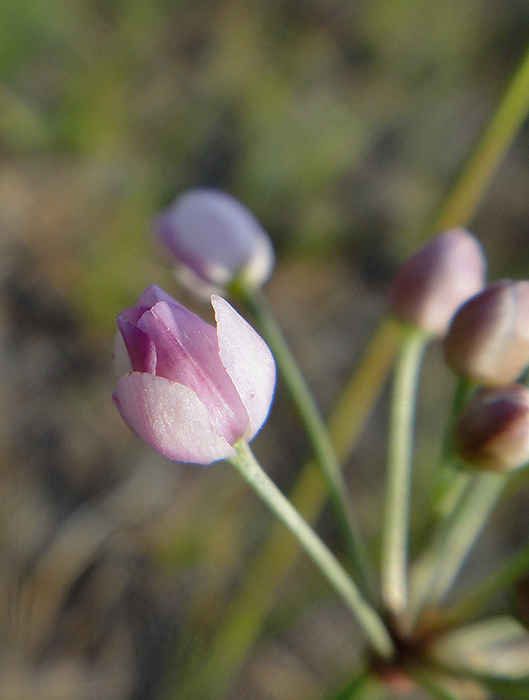 Image of Allium tenuissimum specimen.