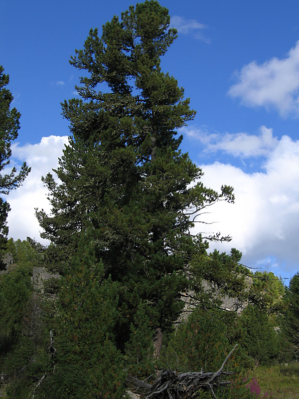 Изображение особи Pinus sibirica.