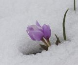 Colchicum szovitsii