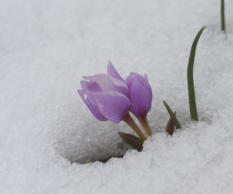 Изображение особи Colchicum szovitsii.