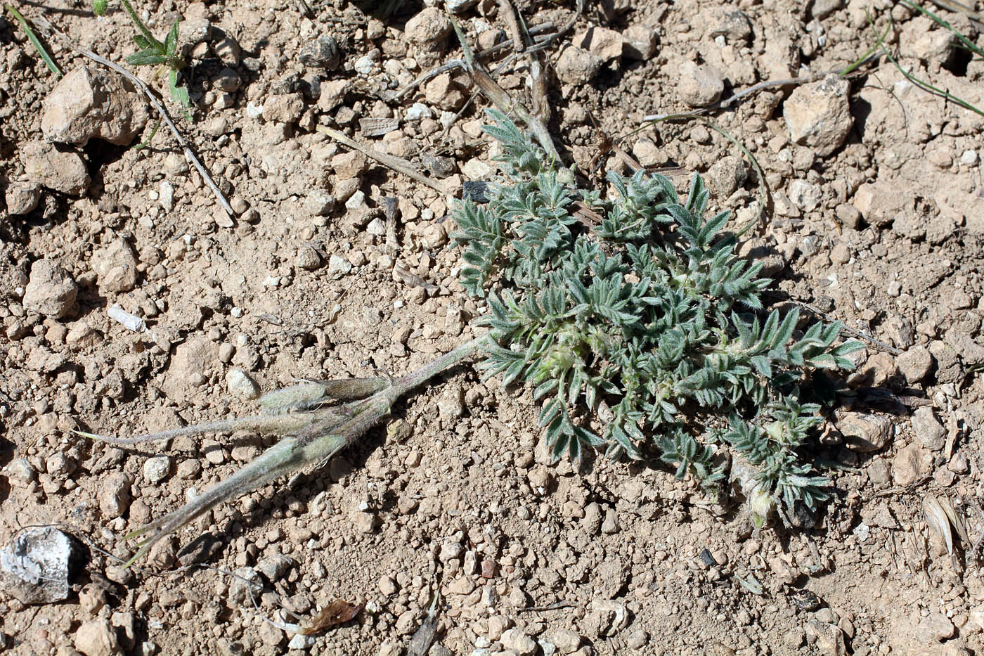 Изображение особи Astragalus dolichocarpus.