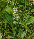 Platanthera bifolia. Цветущее растение. Московская обл., Раменский р-н, окр. ж.-д. платформы Хрипань, просека под ЛЭП. 20.06.2015.
