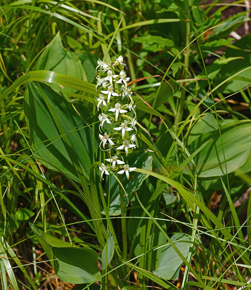 Image of Platanthera bifolia specimen.