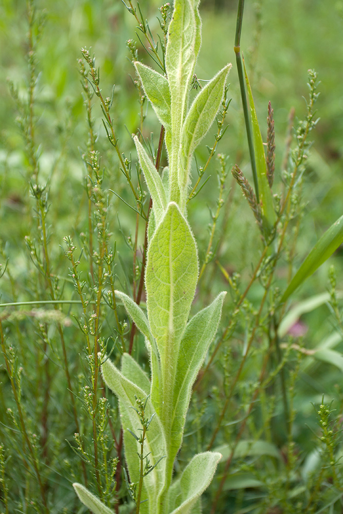 Изображение особи Verbascum thapsus.