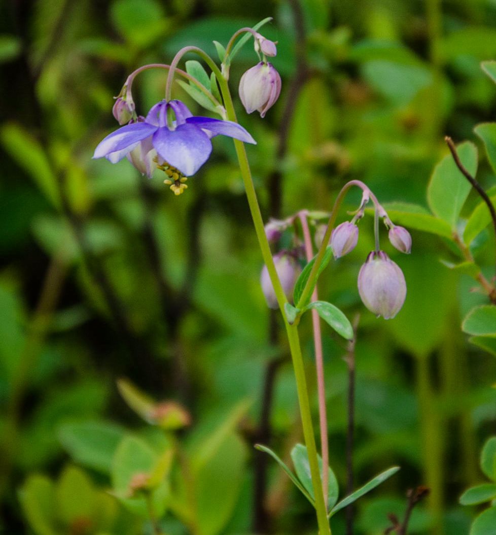 Image of Aquilegia parviflora specimen.