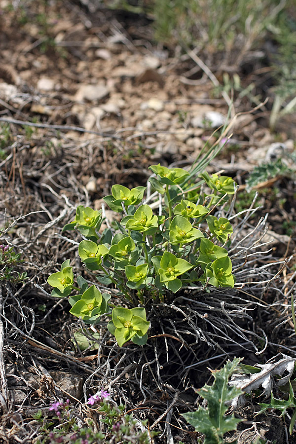 Image of Euphorbia humilis specimen.