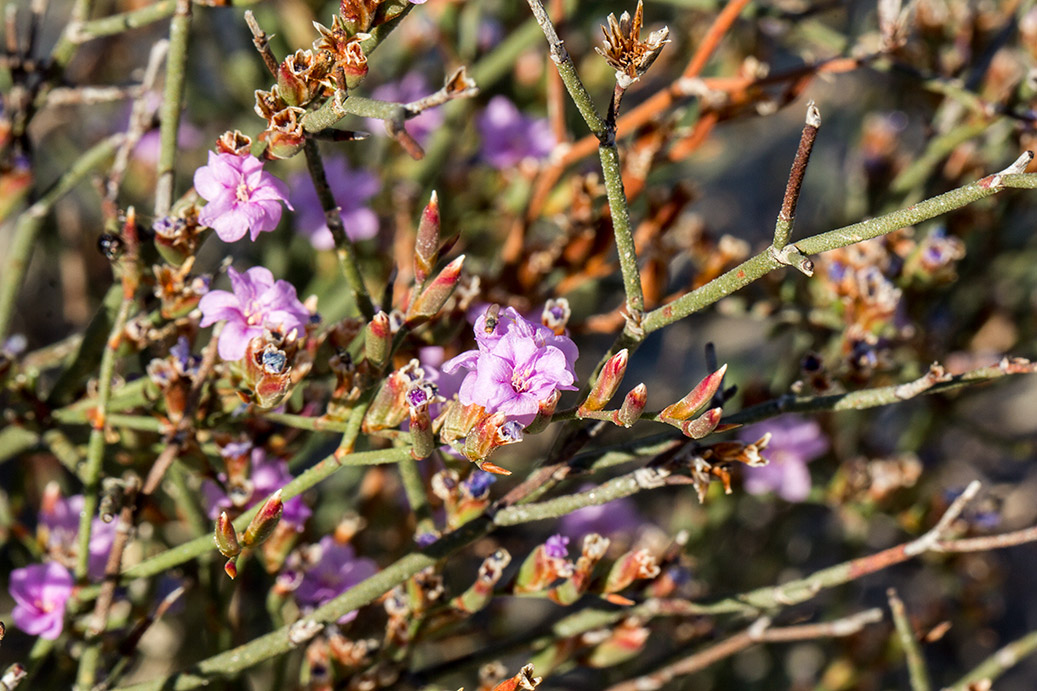 Изображение особи Limonium virgatum.