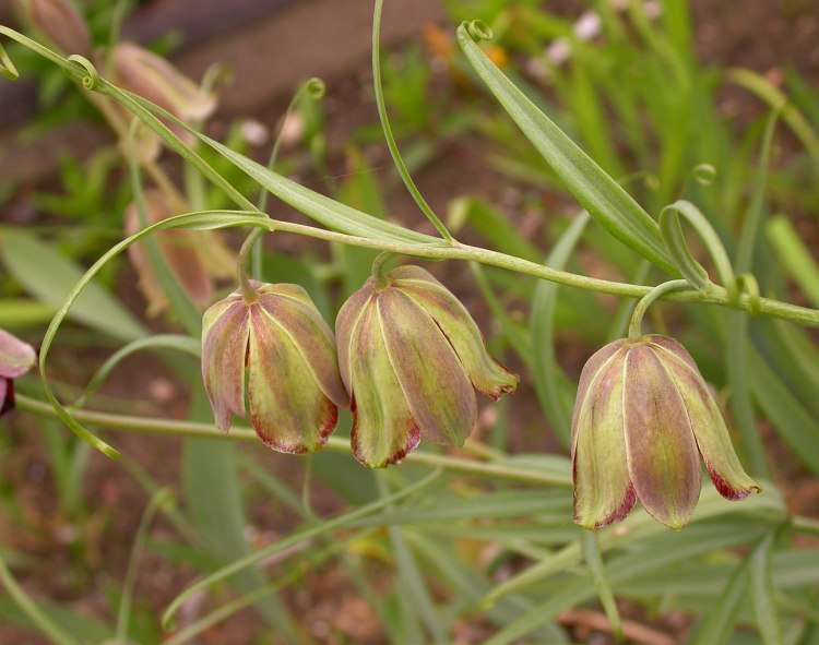 Image of Fritillaria olgae specimen.