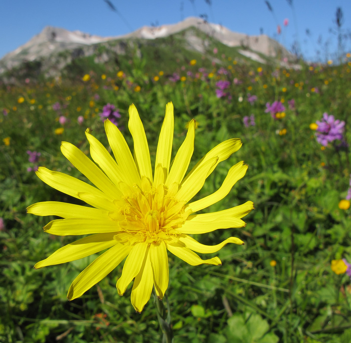 Изображение особи Tragopogon reticulatus.