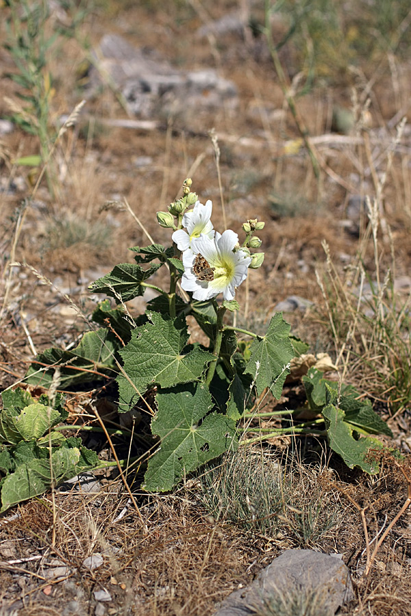 Image of Alcea nudiflora specimen.