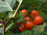 Crataegus chlorocarpa. Верхушка побега с соплодием. Челябинская обл., окр. г. Челябинск, Золотая горка, берёзовый лес. 24.08.2015.