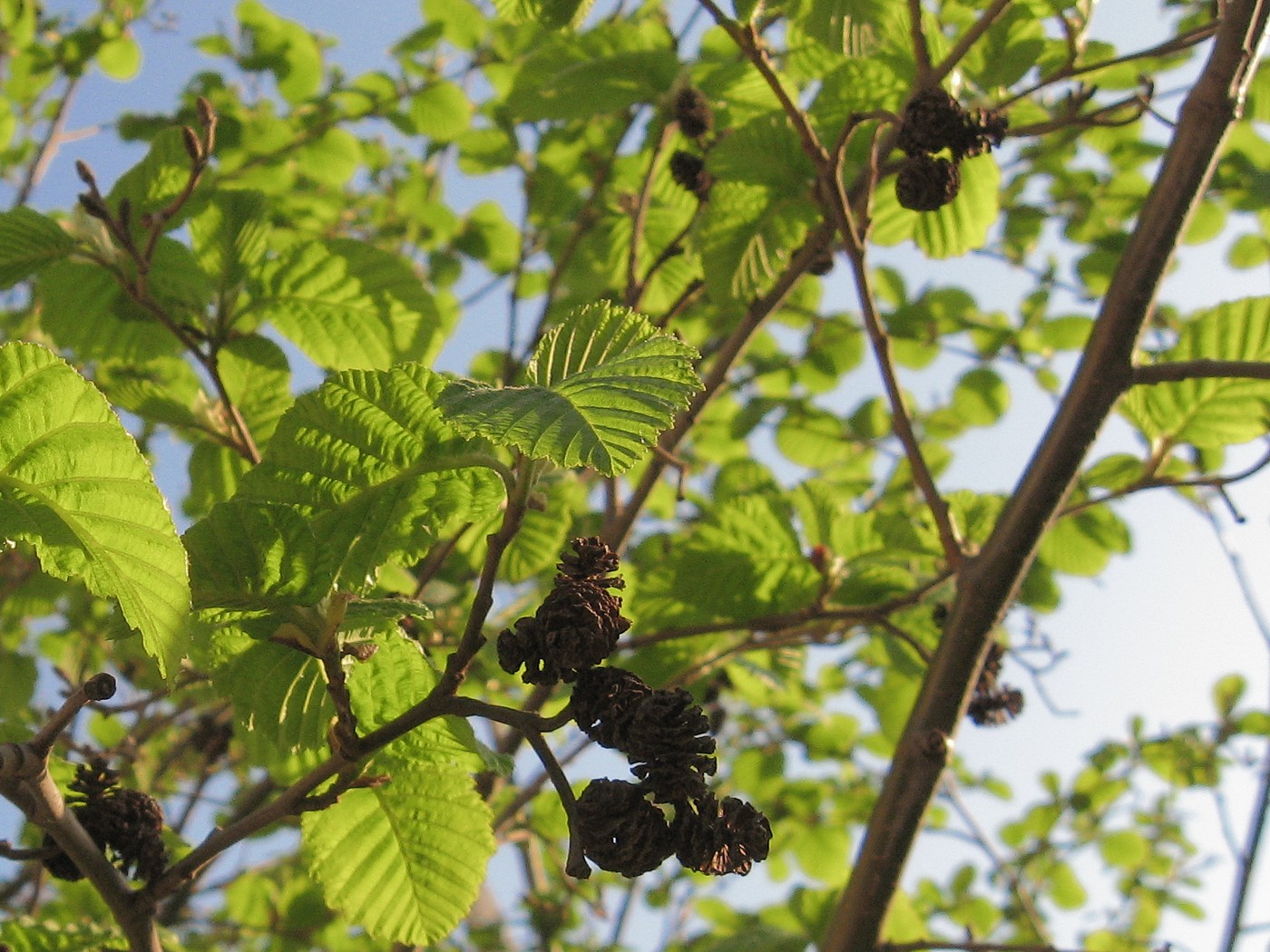 Image of Alnus incana specimen.