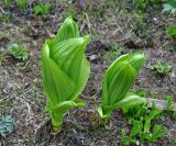 Veratrum lobelianum. Молодые побеги. Бурятия, Окинский р-н, падь Хи-Гол, ≈ 2000 м н.у.м., горная тундра. 11.07.2015.