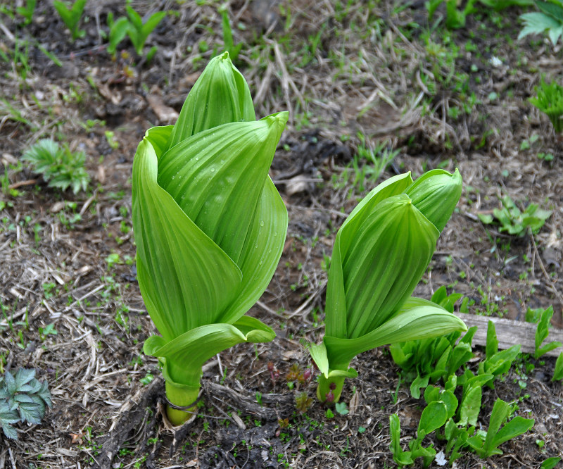 Изображение особи Veratrum lobelianum.