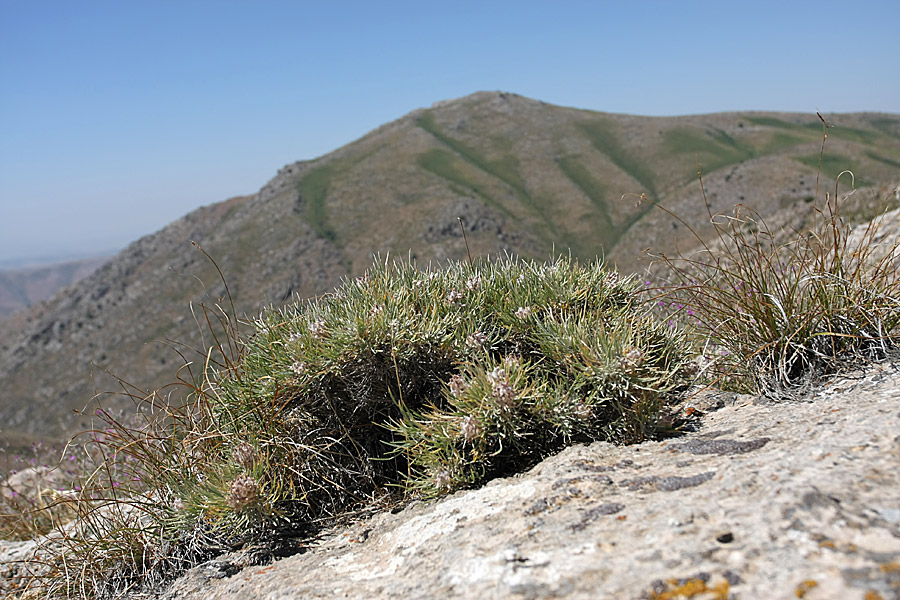 Изображение особи Astragalus inaequalifolius.