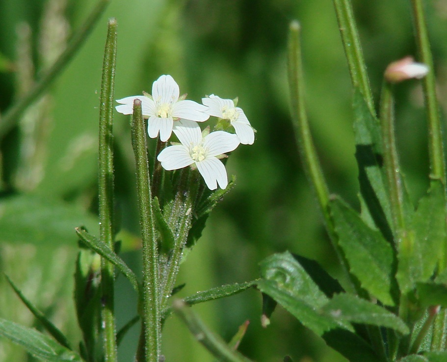 Image of Epilobium pseudorubescens specimen.