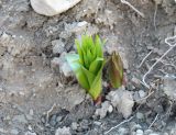 Fritillaria raddeana