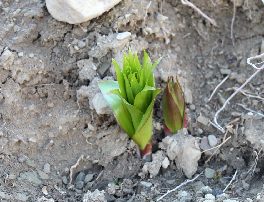 Изображение особи Fritillaria raddeana.