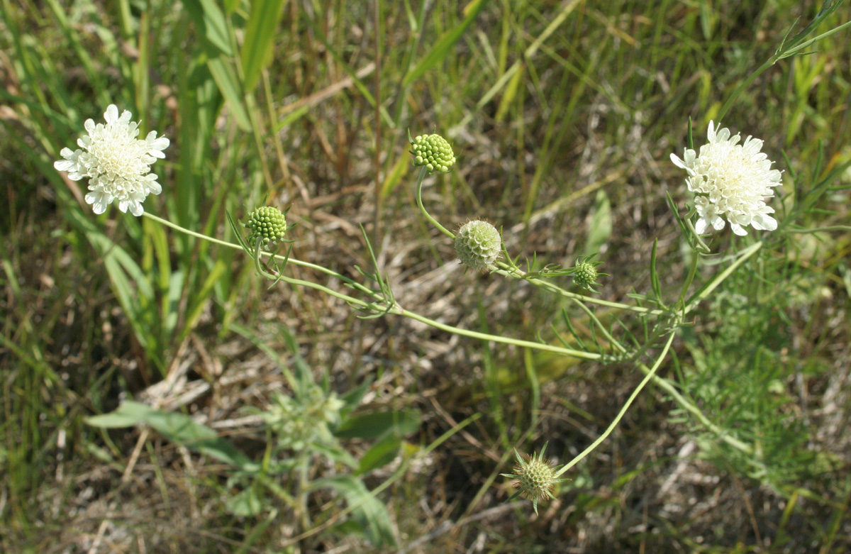 Изображение особи Scabiosa ochroleuca.