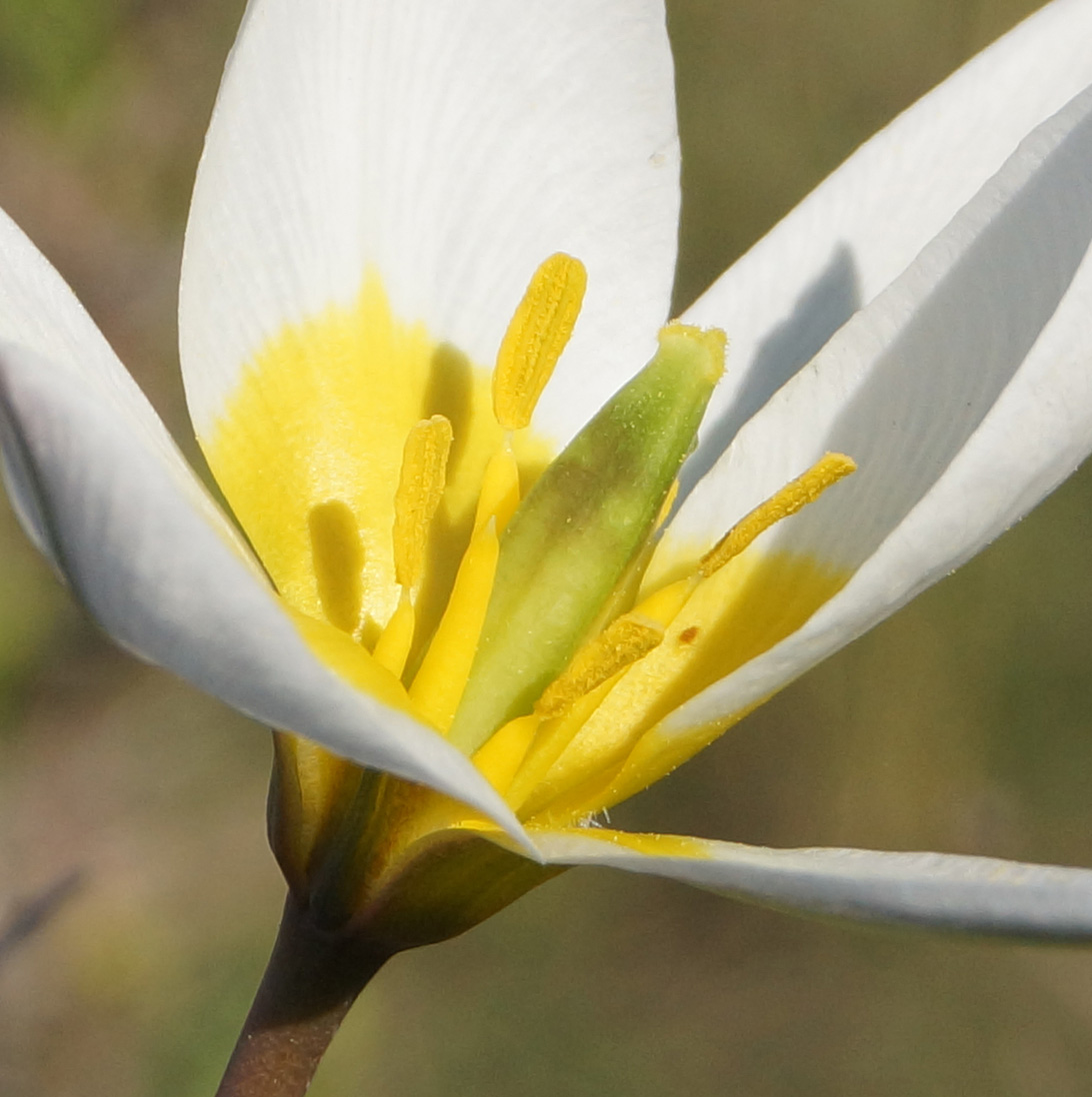 Изображение особи Tulipa patens.