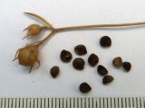 Convolvulus cantabrica