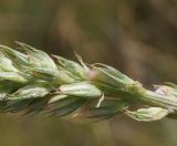 Onobrychis arenaria