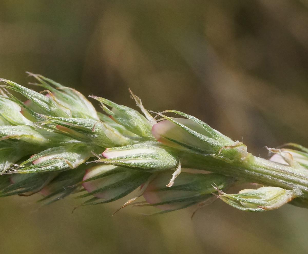 Изображение особи Onobrychis arenaria.