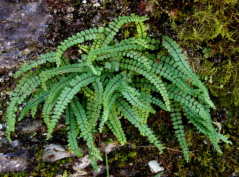 Изображение особи Asplenium trichomanes.