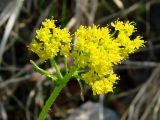 Rorippa barbareifolia. Соцветие. Якутия (Саха), Алданский р-н, левый берег р. Алдан в 5 км выше устья р. Тимптон. 19.06.2008.