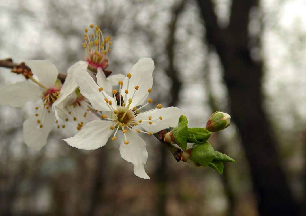Изображение особи Prunus cerasifera.