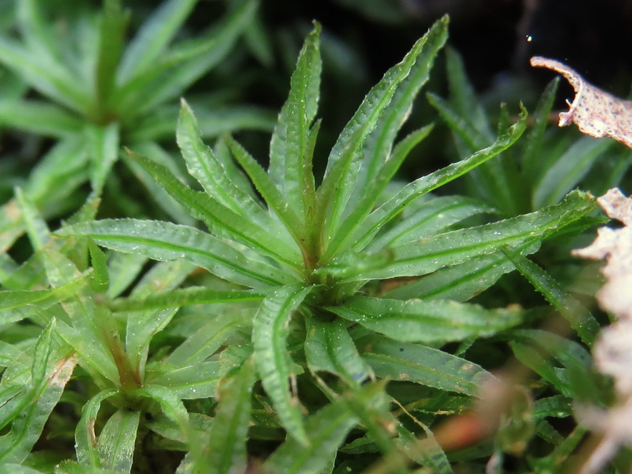 Image of Atrichum undulatum specimen.