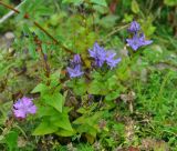 Ophelia wilfordii. Цветущие и расцветающие растения (рядом виден цветок Dianthus chinensis и нижняя часть побега Sanguisorba). Приморье, Кавалеровский р-н, окр. бухты Зеркальной, приморский луг. 23.08.2015.