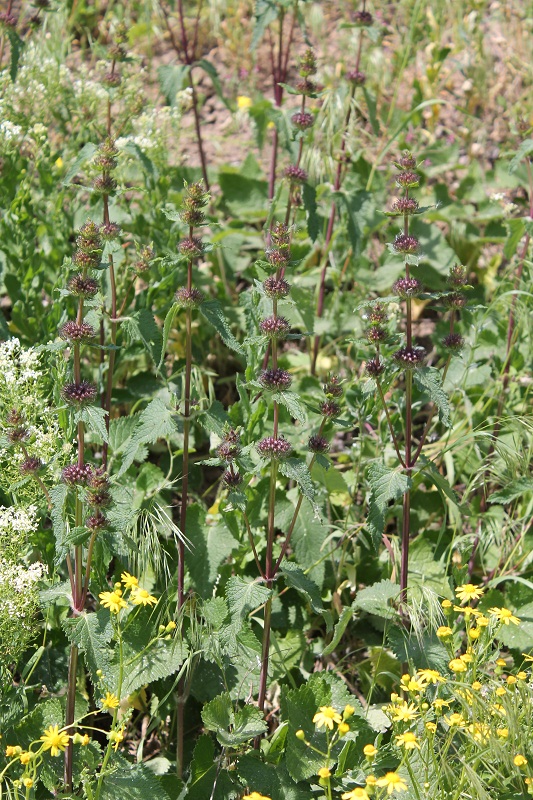 Image of Phlomoides tuberosa specimen.