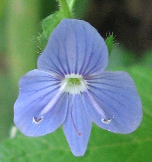 Image of Veronica chamaedrys specimen.