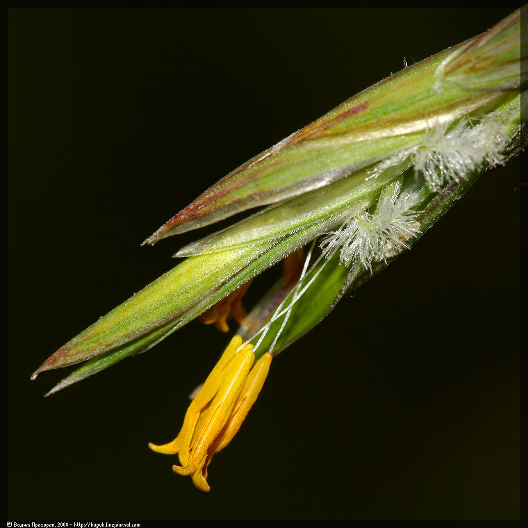 Image of Bromopsis inermis specimen.