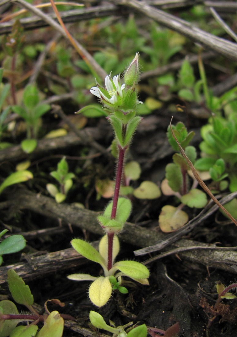 Image of Cerastium semidecandrum specimen.