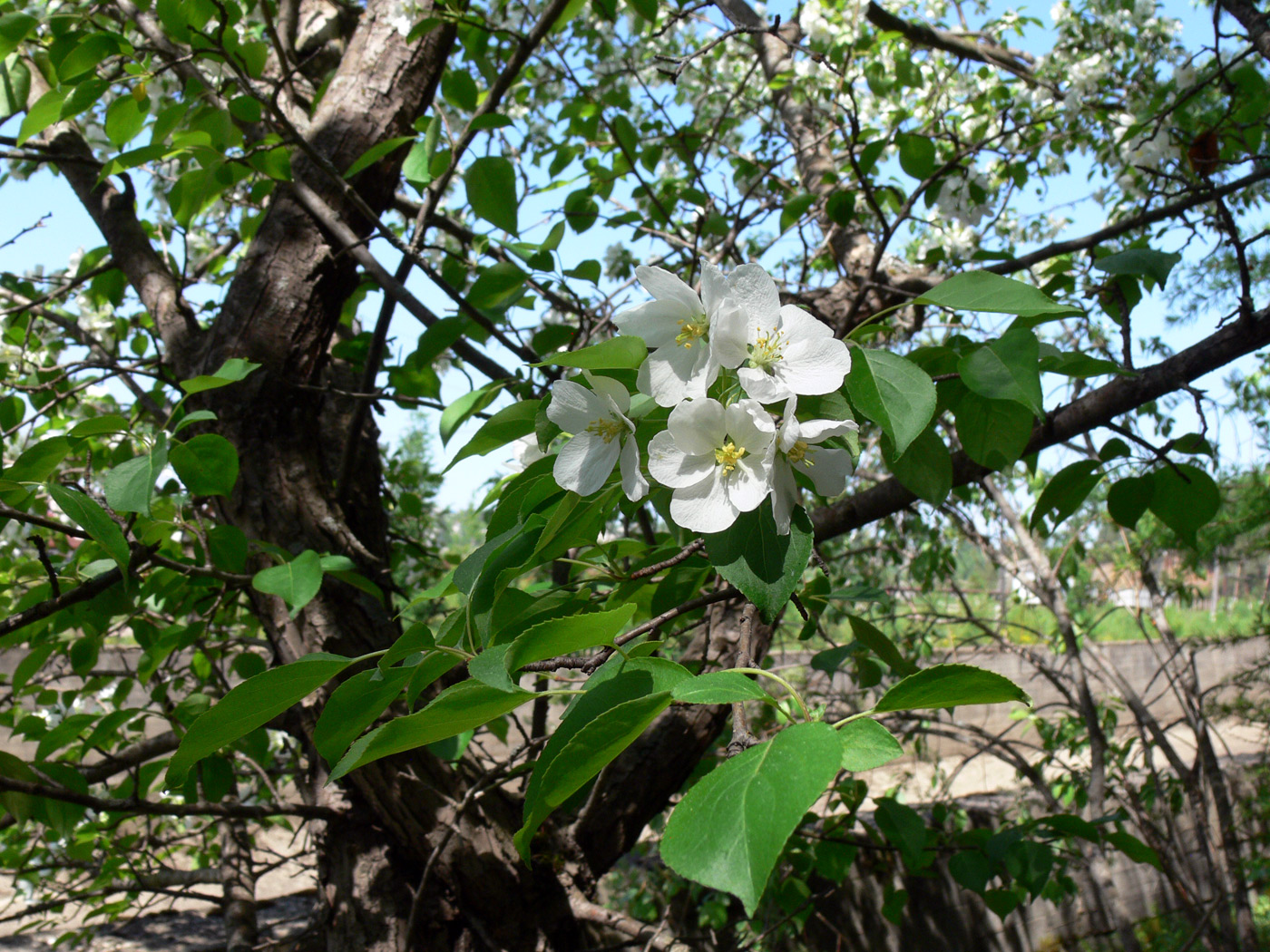 Изображение особи Malus baccata.