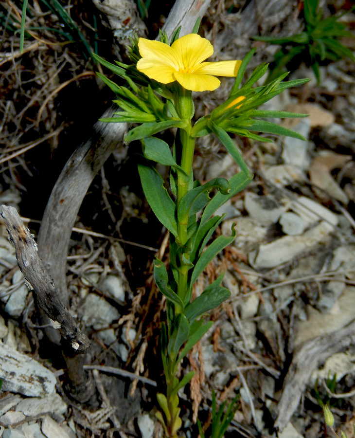 Изображение особи Linum nodiflorum.