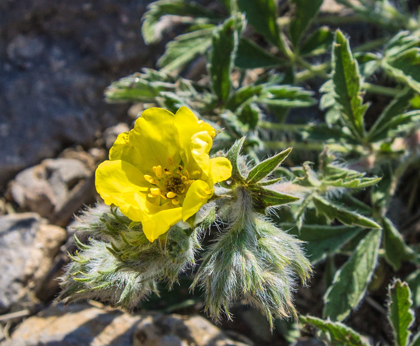 Изображение особи Potentilla callieri.