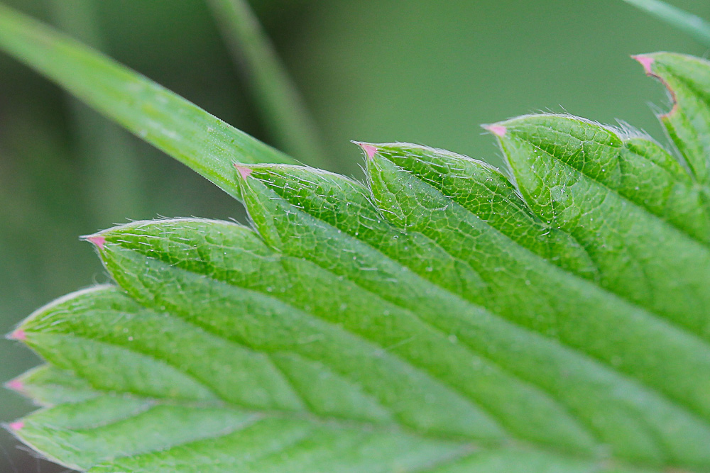 Изображение особи Fragaria campestris.