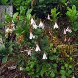 Linnaea borealis. Цветущие растения в брусничнике. Свердловская обл., окр. г. Североуральск, травяно-моховой сосняк с елью на известняках. 29.06.2007.