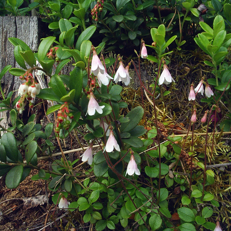 Изображение особи Linnaea borealis.